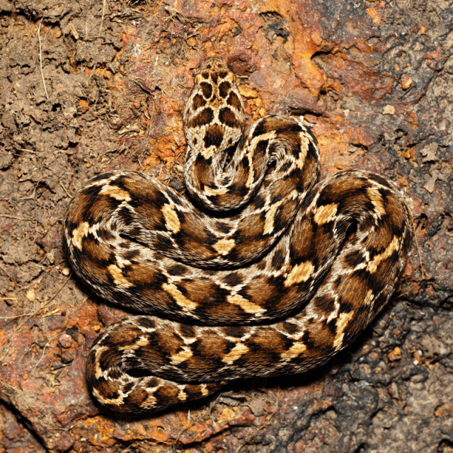 SawScaled Viper Information Petrapedia