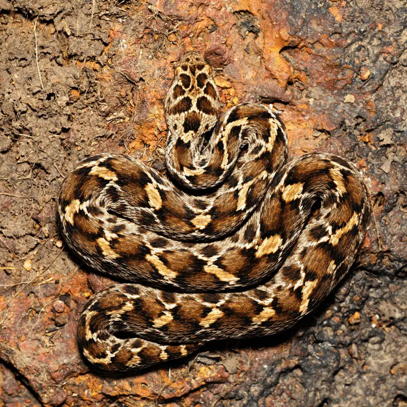 A Saw Scaled Viper in a position of a figure of eight