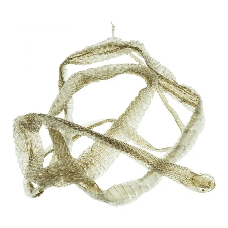 How Often Do Snakes Shed Their Skin? (Shedding Process) Petrapedia