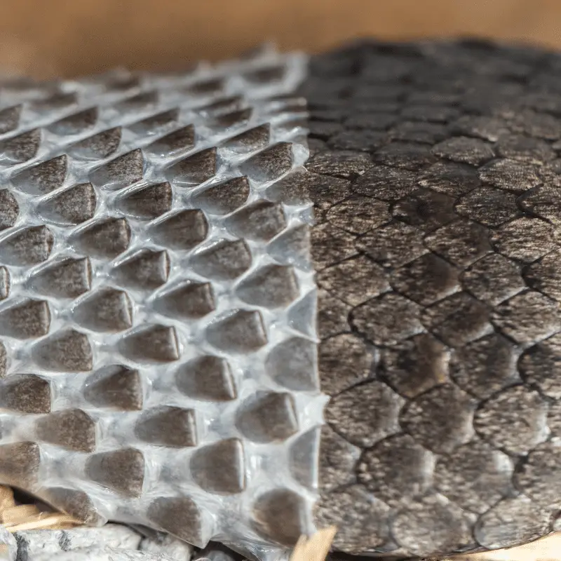 A close up of a shedding snake with old skin coming off