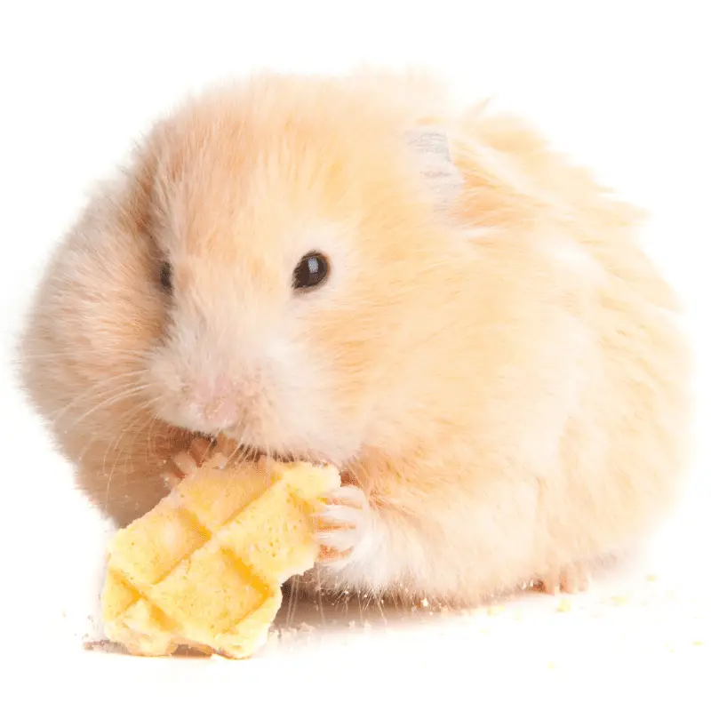 a cute Syrian golden hamster eating
