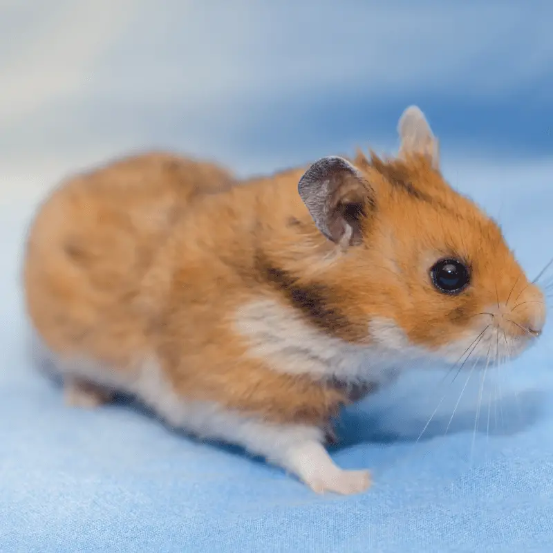 Cute Syrian hamster on blue cloth