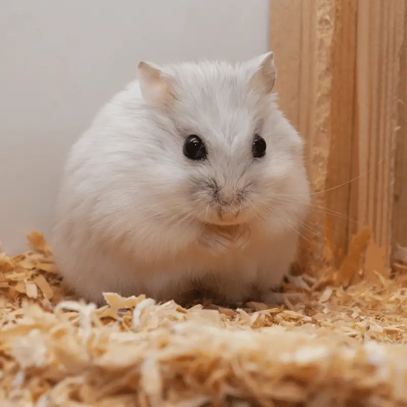 A cute white Dwarf hamster on sawdust