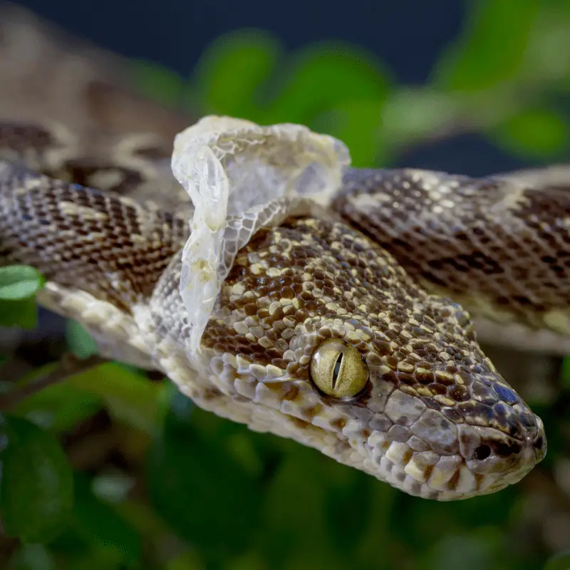 Reptile snake shedding skin