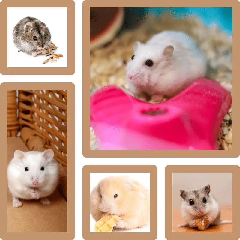 five hamster types in a collage frame