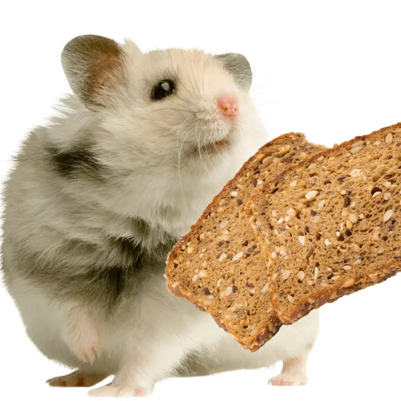 hamster and whole grain bread