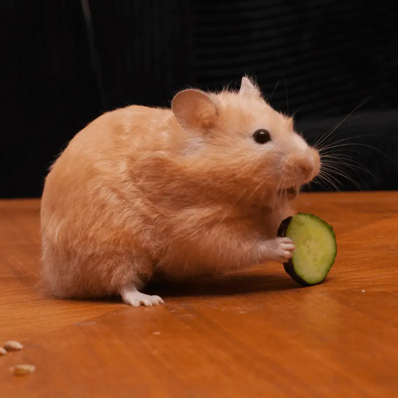 Golden hamster eating a cucumber slice