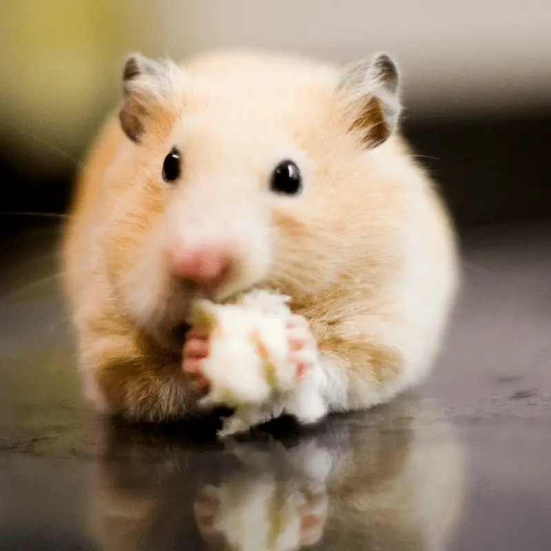 A hamster stuffing his pouches with food