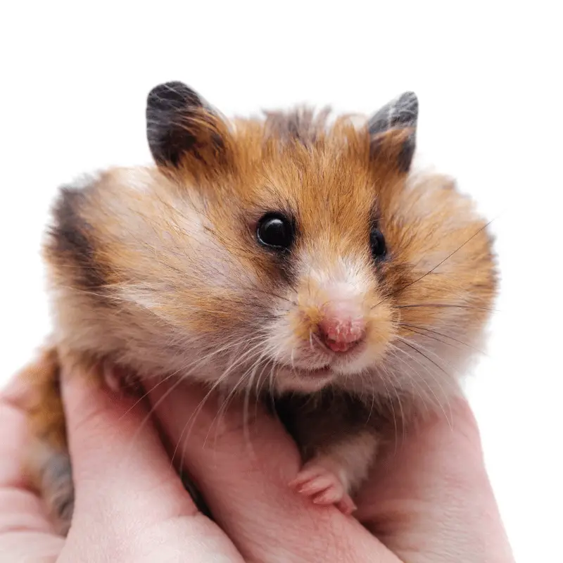 a person holding a hamster with really full stuffed pouches
