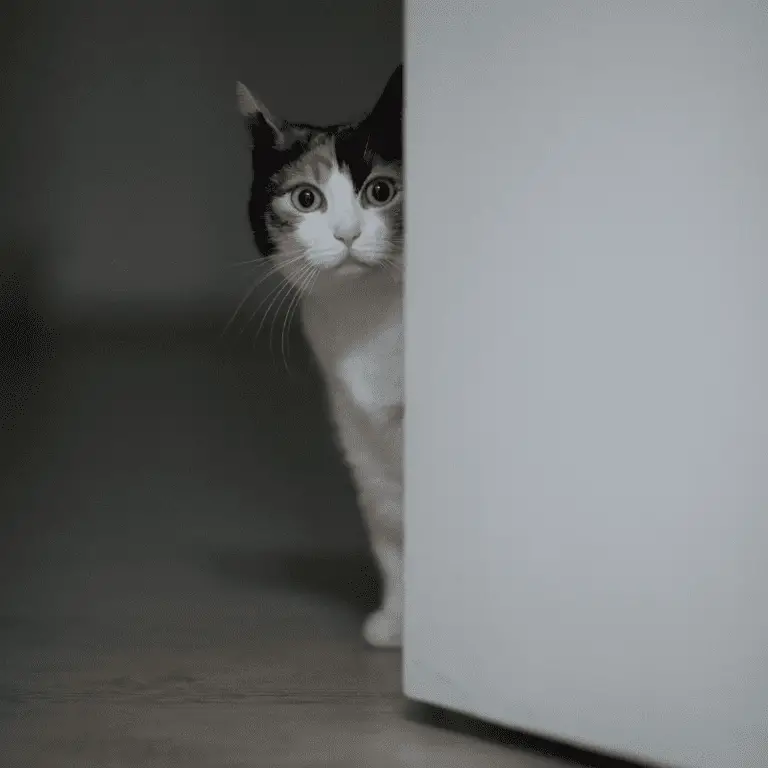 My Indoor Cat Wants To Go Outside (Solutions) Petrapedia