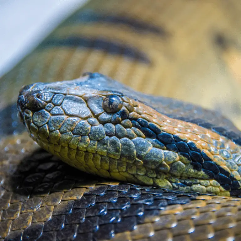 Are Snakes Carnivores? Feeding Habits, Hunting Methods - Petrapedia