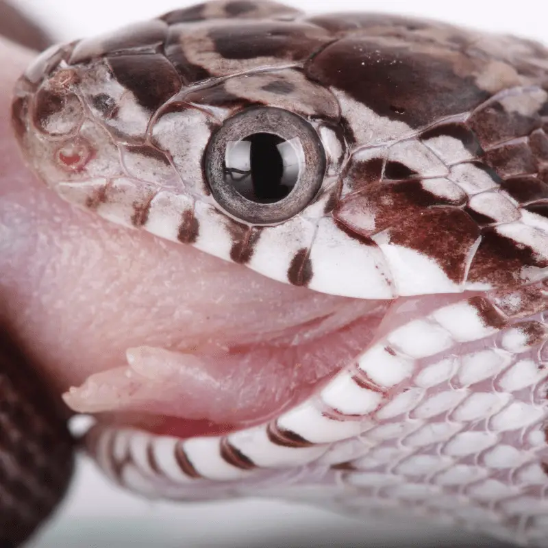 Close up of a corn snake eating a mouse