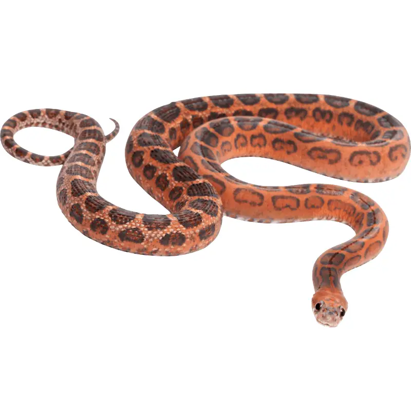 full body view of a Corn snake on a white background