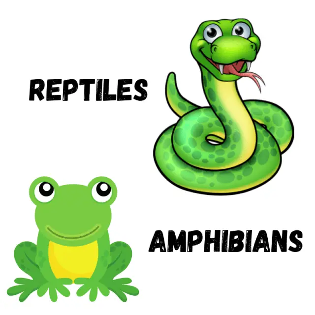 What's The Difference Between Reptiles And Amphibians? Petrapedia