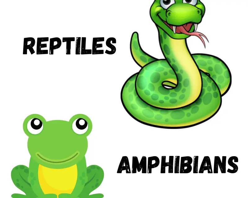Cartoon - Frog and a snake - text - Reptiles And Amphibians