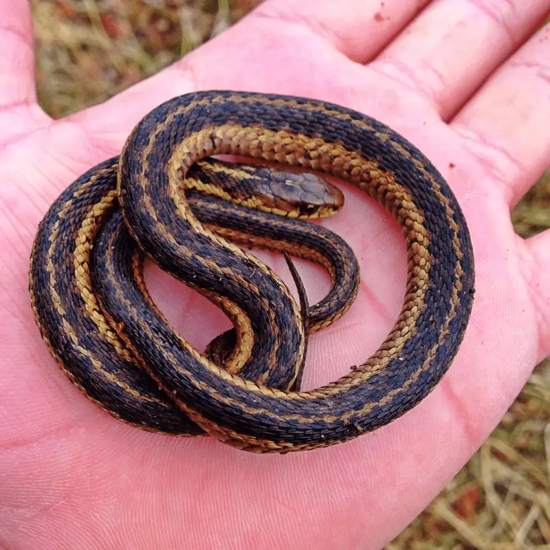 Garter snake in hand curled up