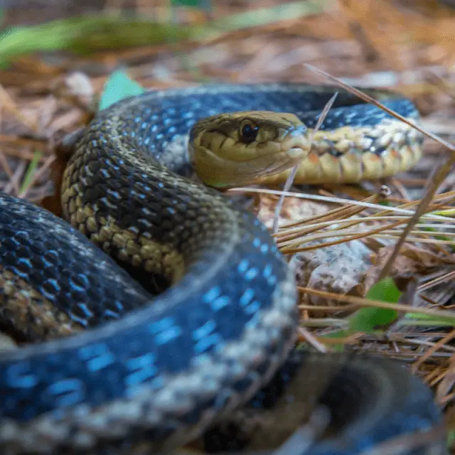 What Does A Garter Snake Eat? (Diet, Habits & Venom) Petrapedia