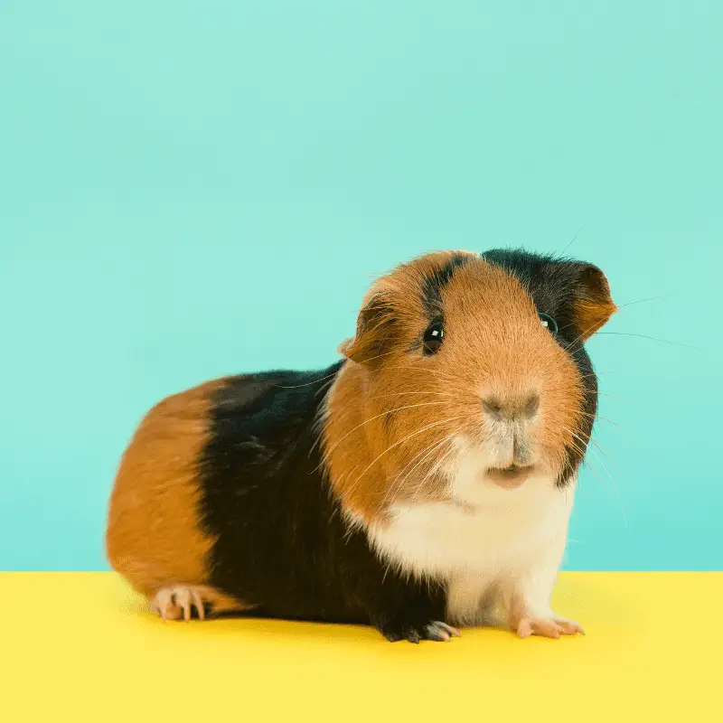 Brown and Black Guinea Pig looking at camera