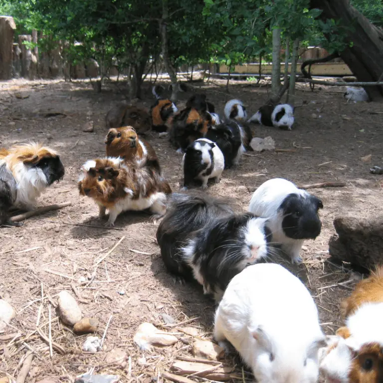 What Is A Group Of Guinea Pigs Called? - Petrapedia