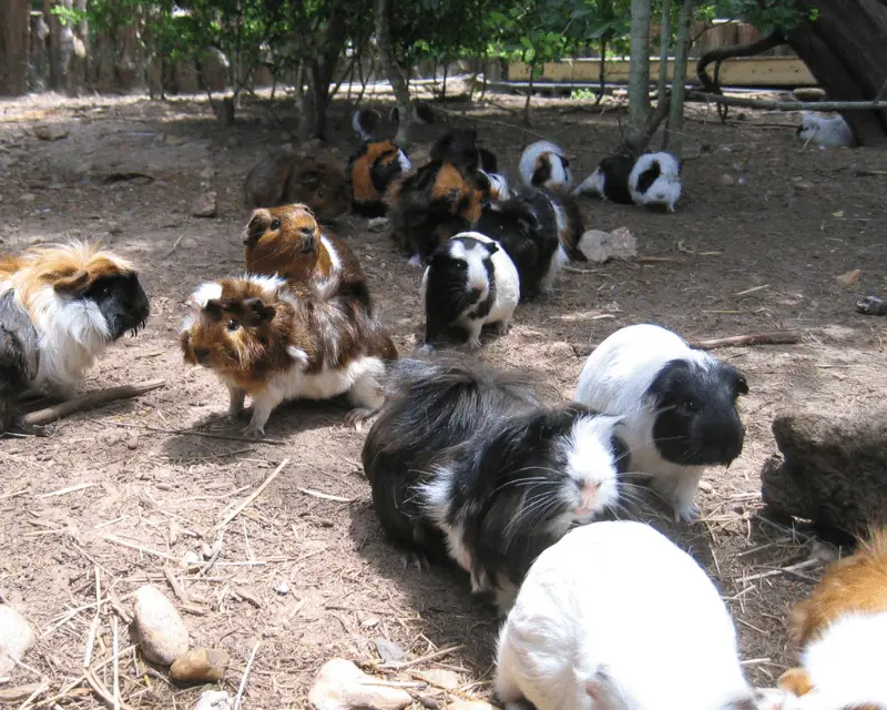 Herd of Guinea pigs