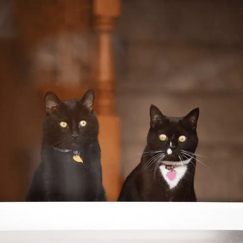 Two black cats looking out of the window