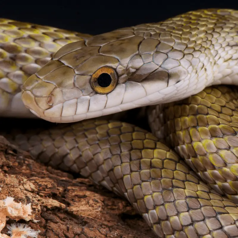 Japanese Rat Snake close up