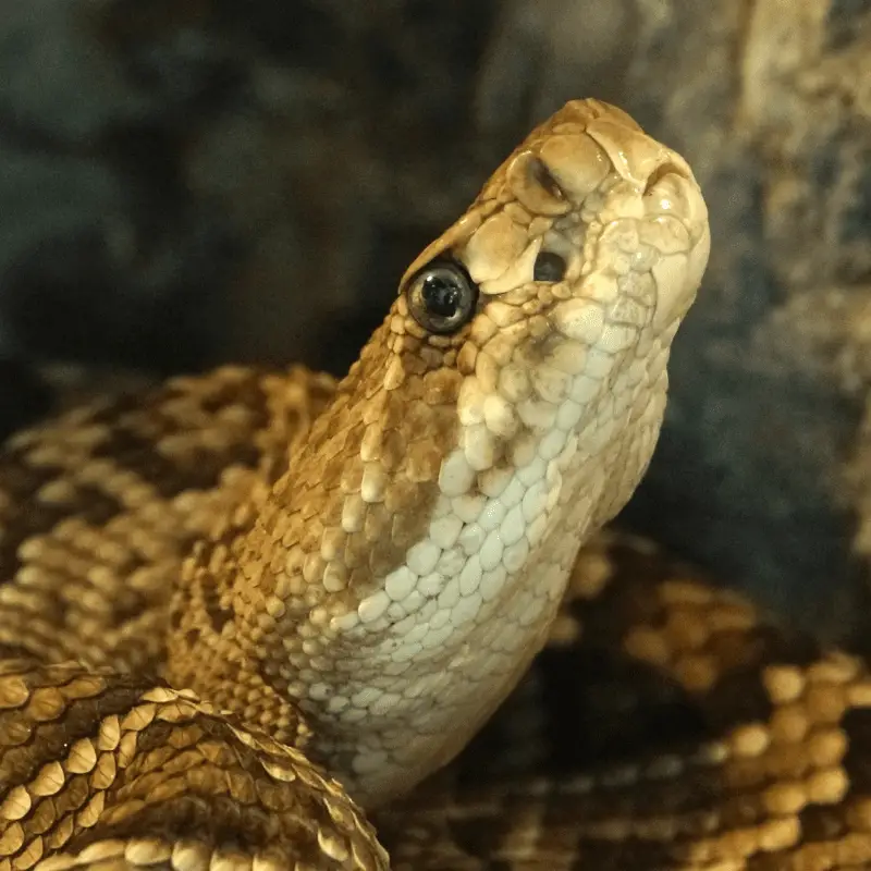 A close up of a Mexican Rattlesnake