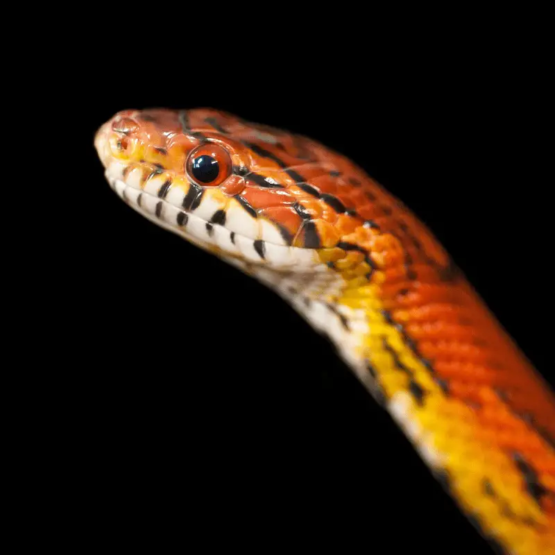 Okeetee Corn snake close up of head and a bit of body, on a black background