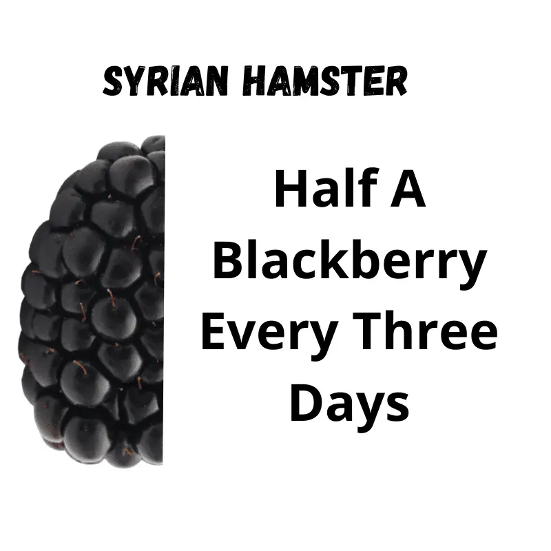 Half a blackberry with text - Half a blackberry Every three days
