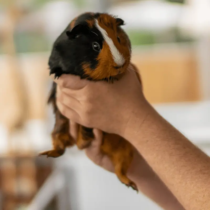 Owner holding a guinea pig