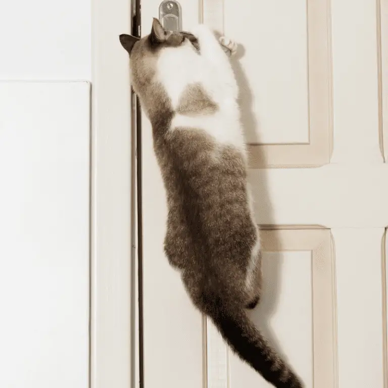 My Indoor Cat Wants To Go Outside (Solutions) Petrapedia