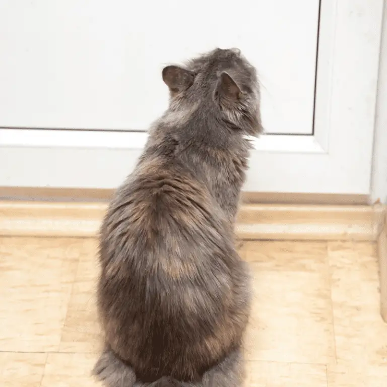 My Indoor Cat Wants To Go Outside (Solutions) Petrapedia