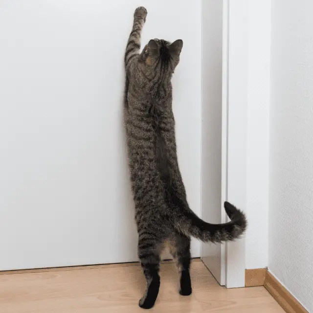 My Indoor Cat Wants To Go Outside (Solutions) Petrapedia