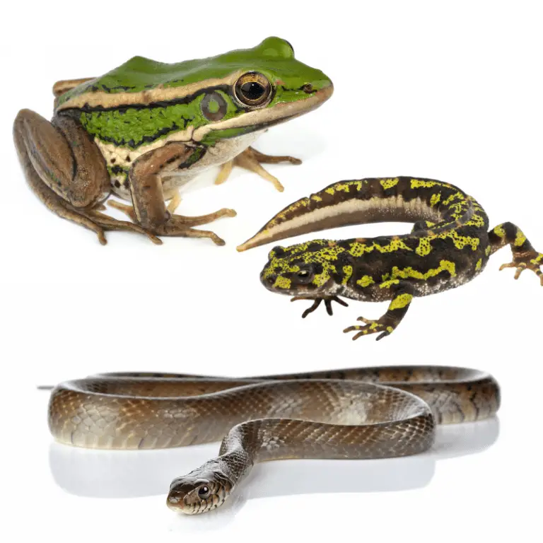 Are Snakes Amphibians? Petrapedia