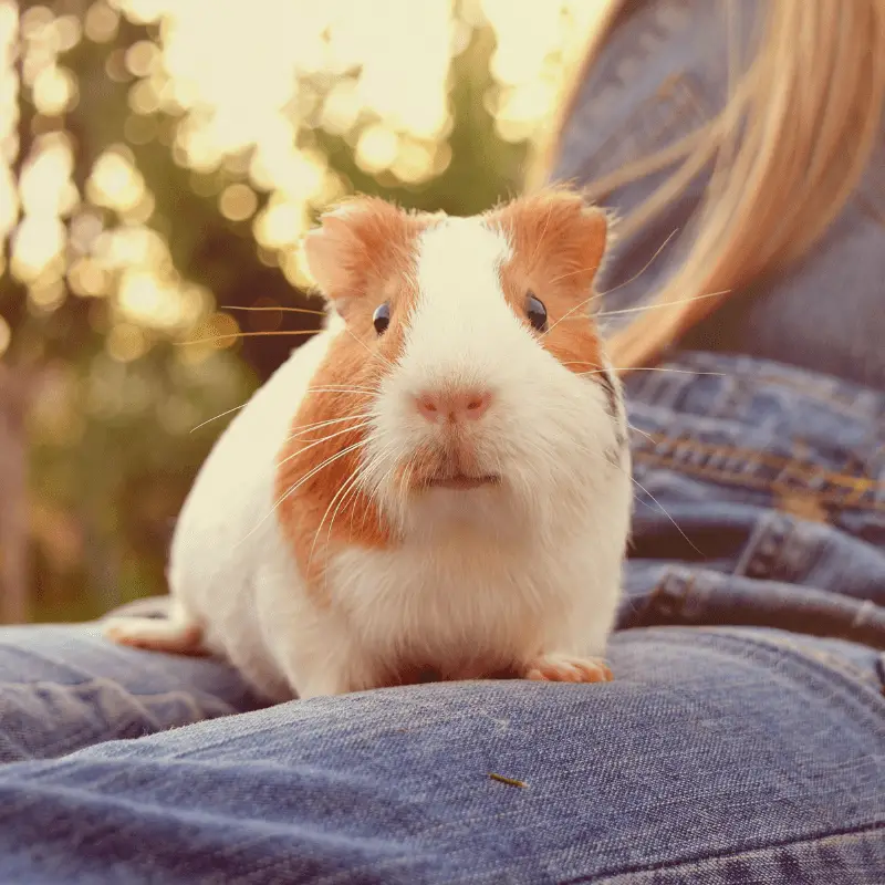 Guinea pig sitting on owners lap