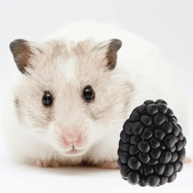 Can Hamsters Eat Blackberries? (Benefits, Amount, Tips) Petrapedia