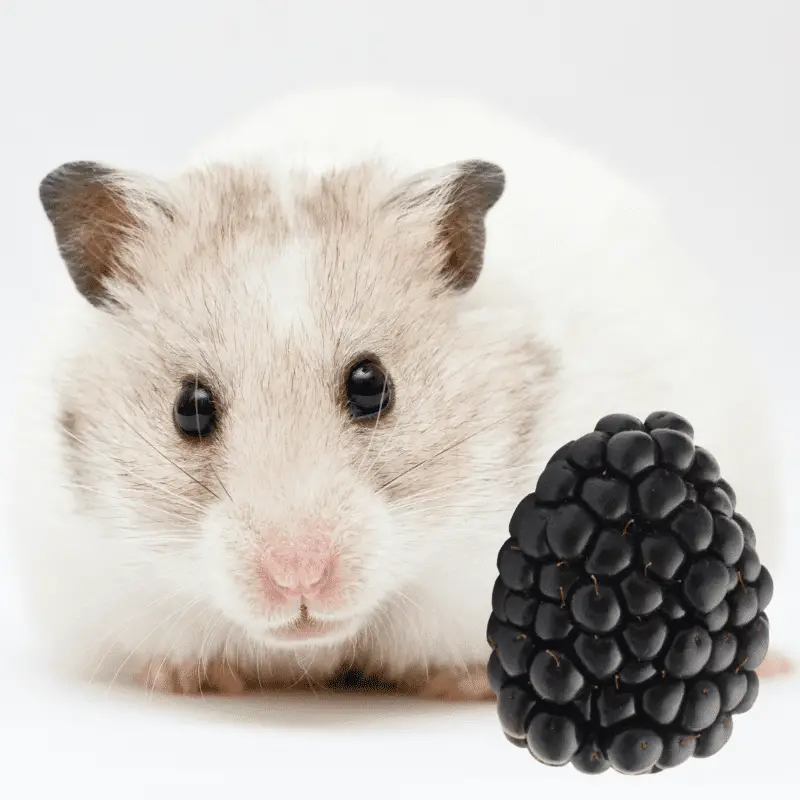 Cute hamster and a blackberry fruit