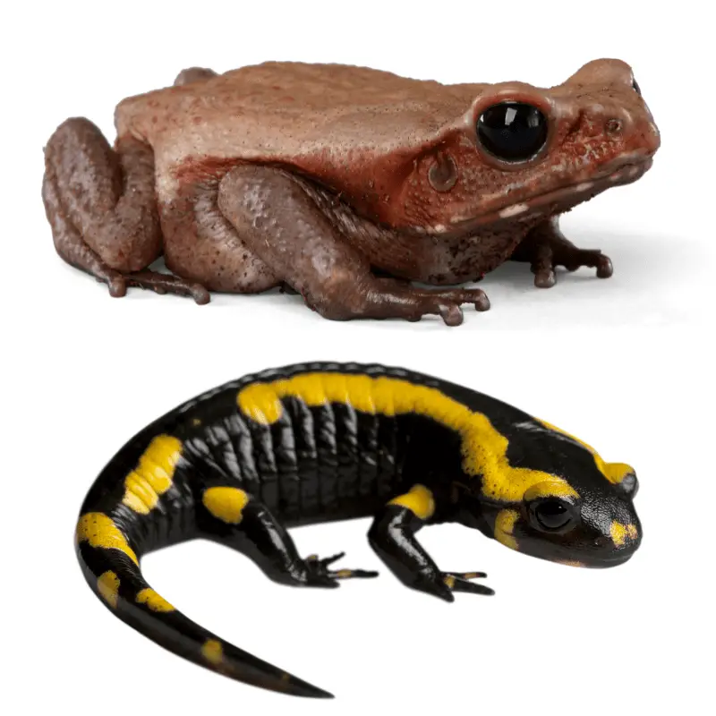 A salamander and a frog