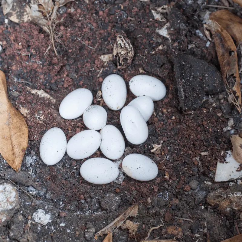 snake eggs in some soil
