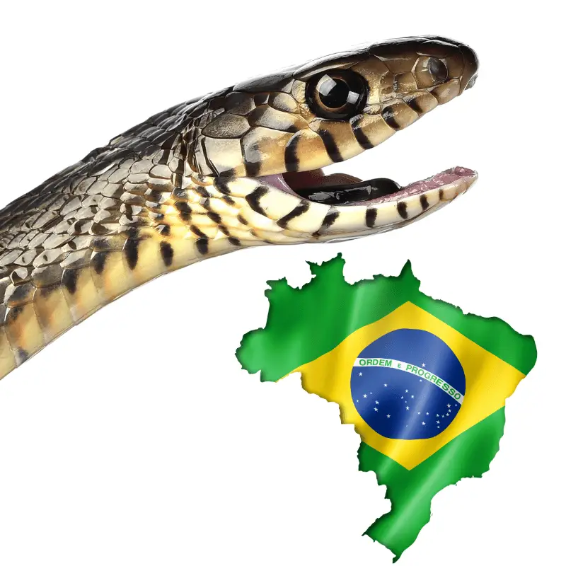 A snake and the Brazil flag in the shape of the country