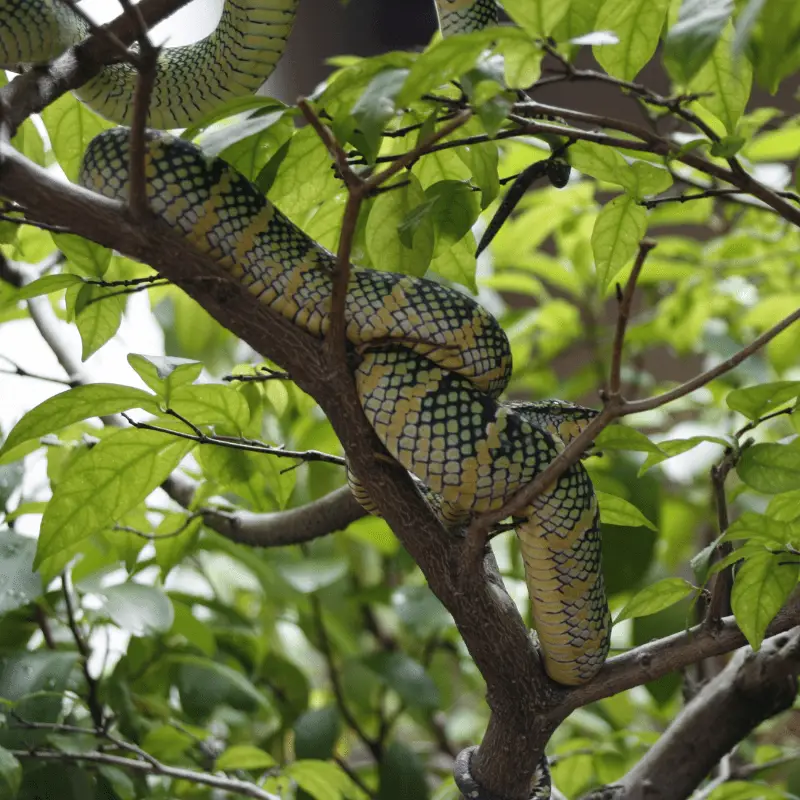 snake in a tree