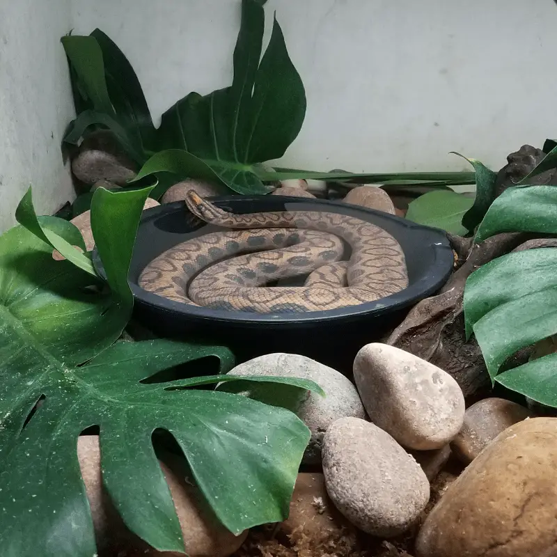 snake in bowl with water and leaves and rocks