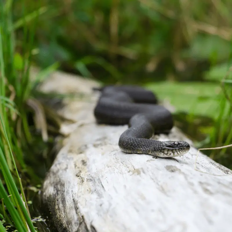 snake on a log