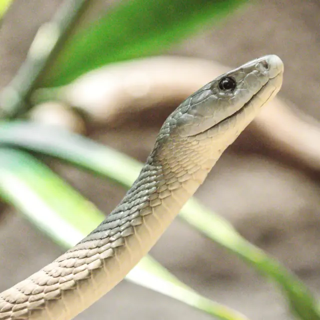 Black Mamba Snake Details - Petrapedia