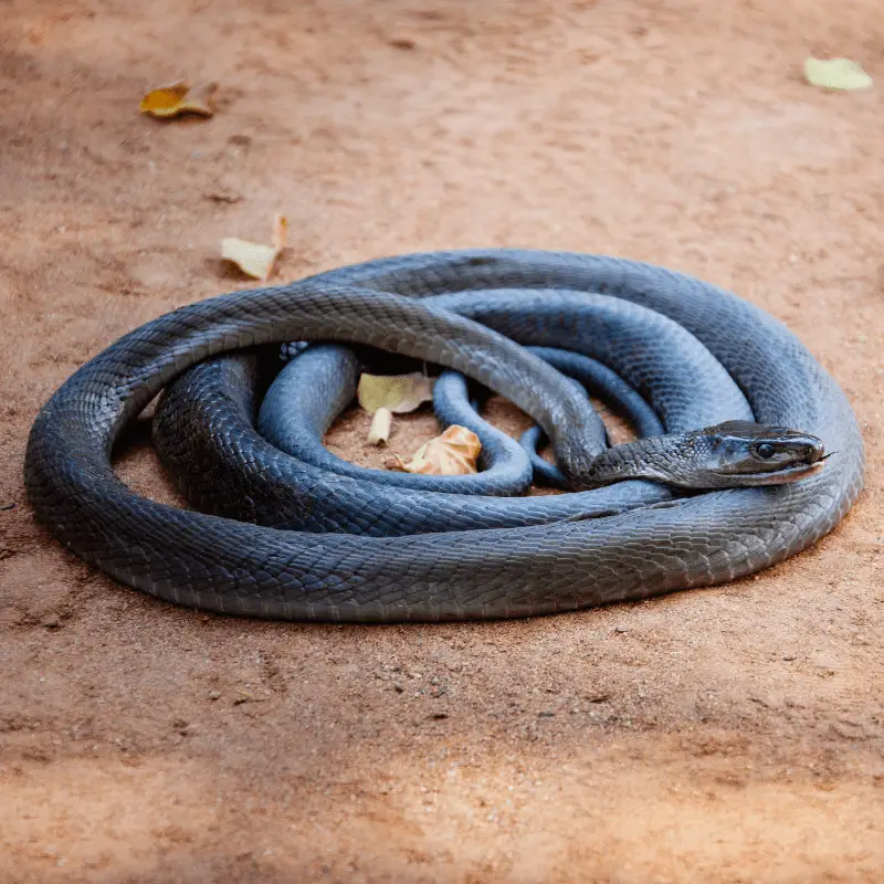 A large curled Black Mamba