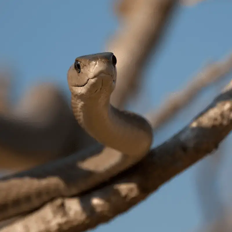 how to keep dogs away from snakes