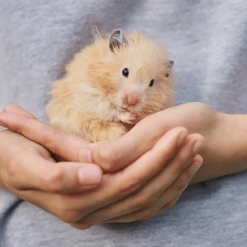 Cute fluffy hamster being held
