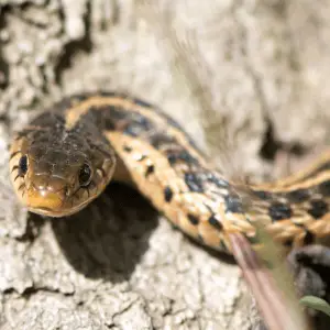 Do Snakes Poop? (Digestive + Droppings Guide) - Petrapedia