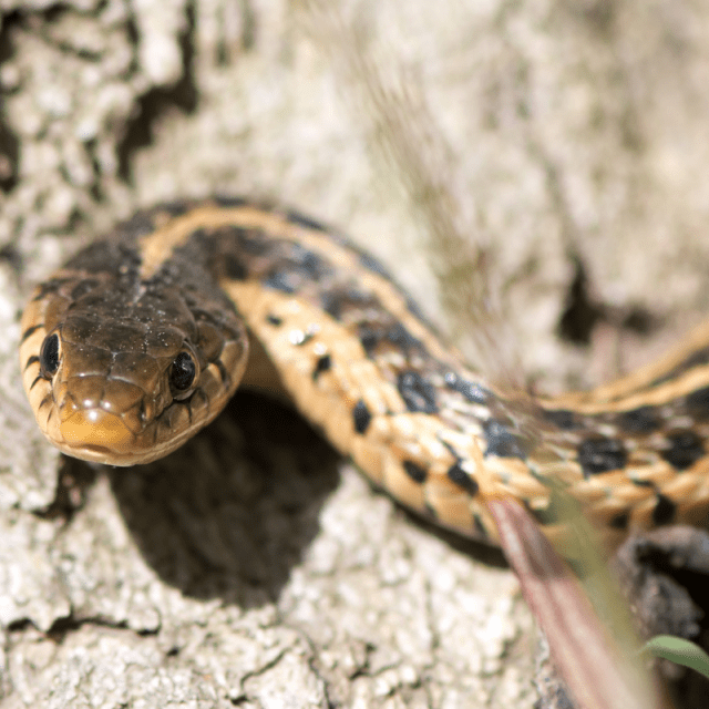 Do Snakes Poop? (Digestive + Droppings Guide) Petrapedia
