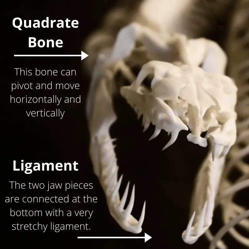 Image of a snakes skull and text = This bone can pivot and move horizontally and vertically, text = The two jaw pieces are connected at the bottom with a very stretchy ligament.